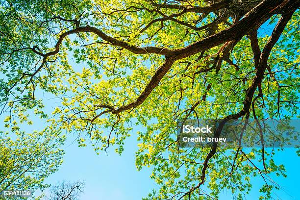Canopy Of Tall Oak Tree With Fresh Foliage Spring Summer Stock Photo - Download Image Now