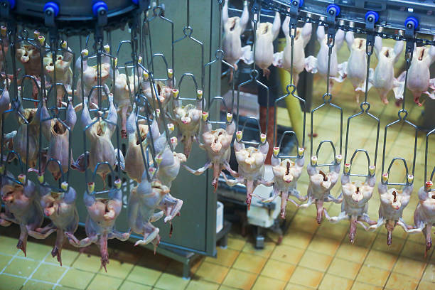pollo su nastro trasportatore - industry chicken agriculture poultry foto e immagini stock