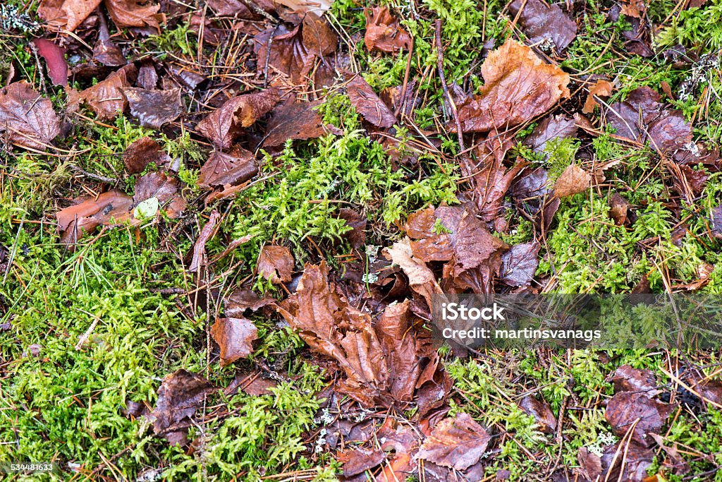 dirty wet leaves in the snow dirty wet leaves in the snow. background texture 2015 Stock Photo