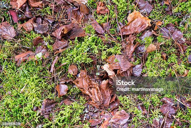 Dirty Wet Leaves In The Snow Stock Photo - Download Image Now - 2015, Autumn, Computer Software