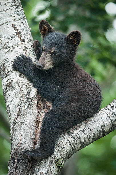 istock Black bear cub, ursus americana 534481931