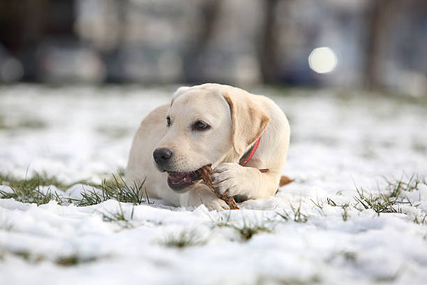 istock Labrador Puppy With Wood on Winter 534481999
