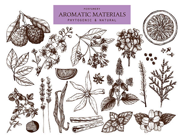 ilustrações de stock, clip art, desenhos animados e ícones de vector coleção de desenhado à mão para perfumaria, cosmética materiais desenho. - oregano rosemary healthcare and medicine herb