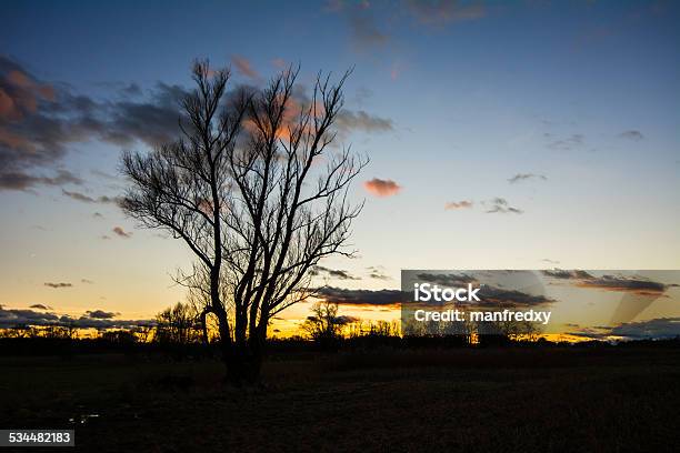 Lonely Tree Silhouette Stock Photo - Download Image Now - 2015, Autumn, Back Lit