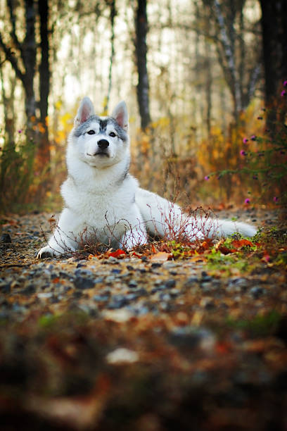 istock beautiful husky dog outdoors 534483046