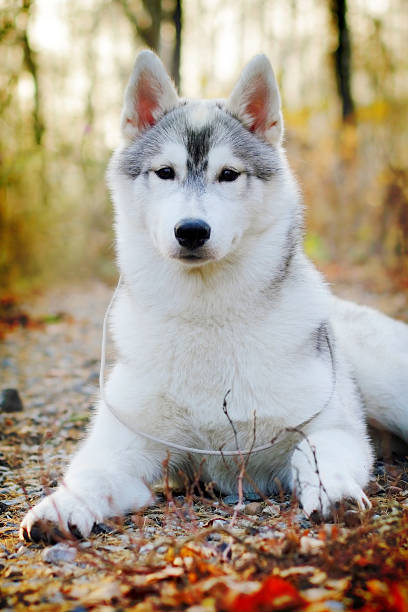 istock beautiful husky dog outdoors 534483162