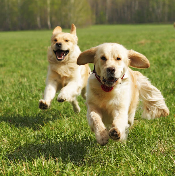 istock two dogs Golden Retriever fun run 534483524