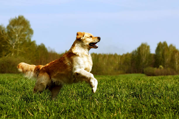 istock Happy dog Golden Retriever jumps 534483868