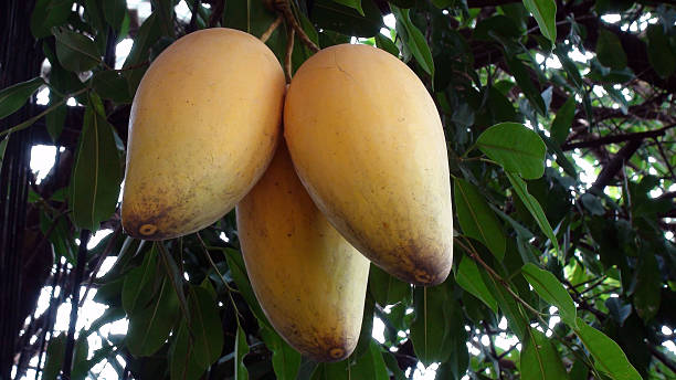istock View Of Mango Artificial Tree In Thailand Southeast Asia 534484690
