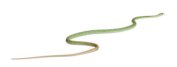 istock Western green mamba - Dendroaspis viridis, poisonous, white background 534485004