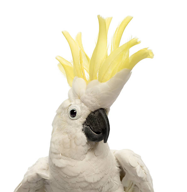 Sulphur-crested Cockatoo, Cacatua galerita, 30 years old, with crest up Close-up of a Sulphur-crested Cockatoo, Cacatua galerita, 30 years old, with crest up in front of white background cockatoo stock pictures, royalty-free photos & images