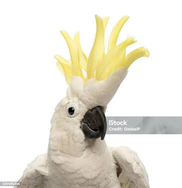 Sulphurcrested Cockatoo Cacatua Galerita 30 Years Old With Crest Up Stock Photo - Download Image Now