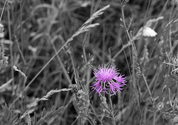 istock Autumn black and white romantic background  with purple flowers 534485574