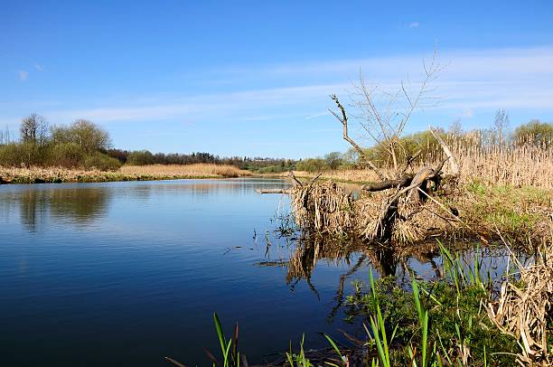 istock marshy coast of the narrow river 534485746
