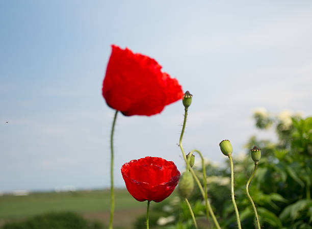 istock Close up shot of two poppies 534486116