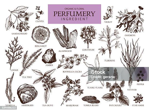 Vintage Set Of Aromatic Plants For Perfumes And Cosmetics Stockvectorkunst en meer beelden van Sandelhout