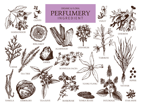 Vector collection of hand drawn perfumery materials and ingredients.