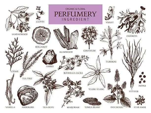 Vector illustration of Vintage set of aromatic plants for perfumes and cosmetics.