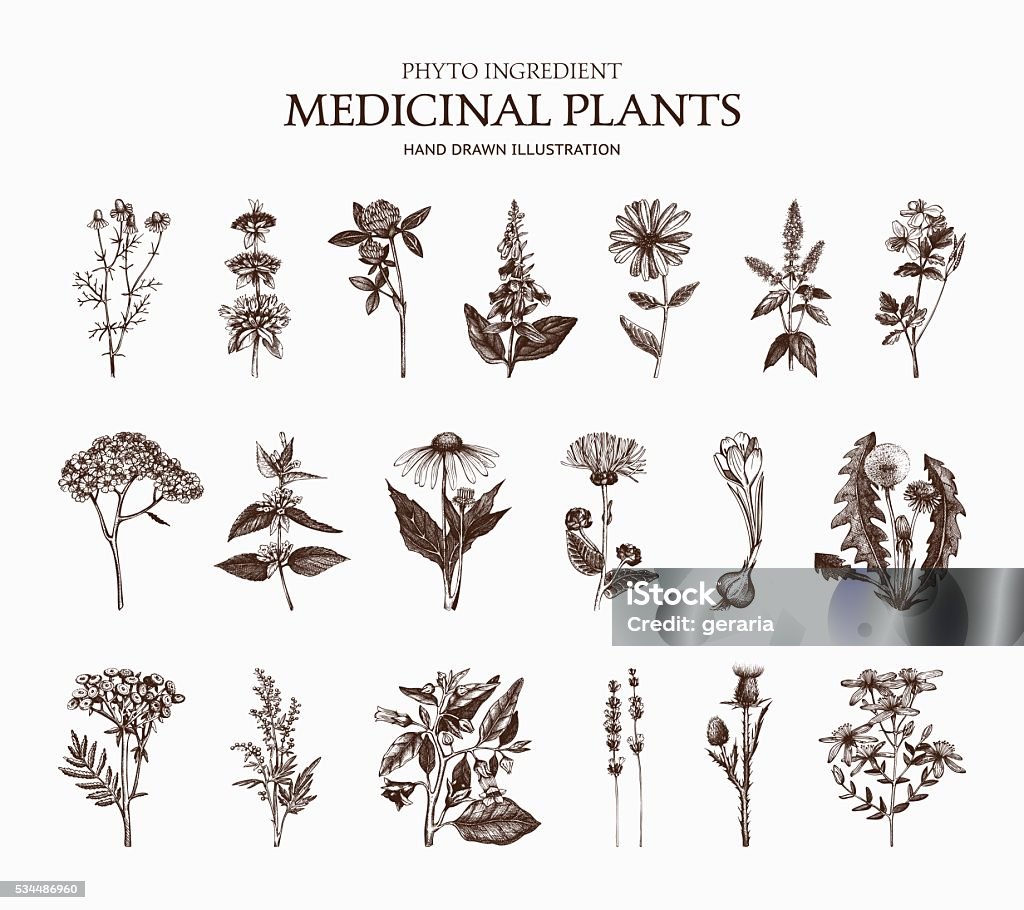 Vector Collection of hand drawn Spices and Herbs Big Vector Collection of hand drawn Spices and Herbs. Botanical plant illustration. Vintage Medicinal Herbs and Poisonous Plants sketch set isolated on white Old-fashioned stock vector