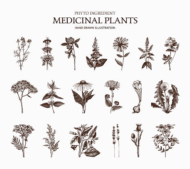 Vector Collection of hand drawn Spices and Herbs Big Vector Collection of hand drawn Spices and Herbs. Botanical plant illustration. Vintage Medicinal Herbs and Poisonous Plants sketch set isolated on white saffron plant stock illustrations