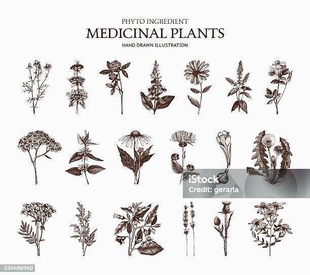 Vector Collection Of Hand Drawn Spices And Herbs Stock Illustration - Download Image Now - Old-fashioned, Herbal Medicine, Flower