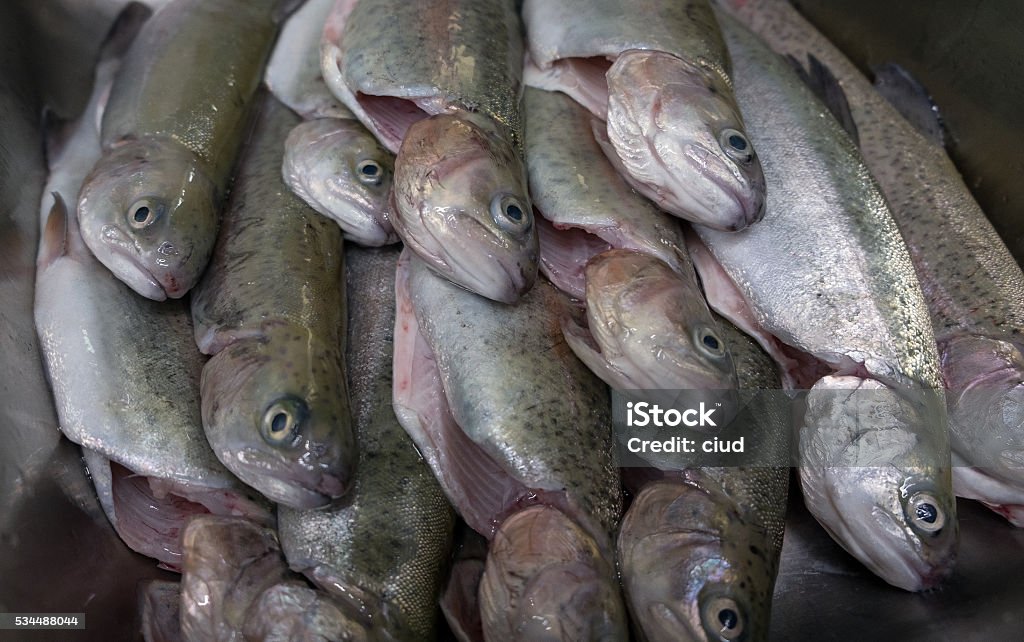 Truchas evisceradas en un fregadero - Foto de stock de Agalla libre de derechos