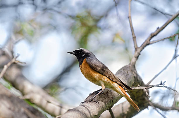 istock The bird sitting on the branch 534495244