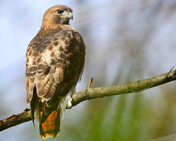 red-tailed hawk  - rotschwanzbussard stock-fotos und bilder