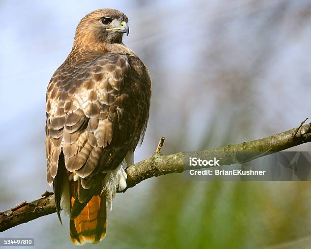 Redtailed Hawk Stock Photo - Download Image Now - Red-tailed Hawk, Animal Wildlife, Bird