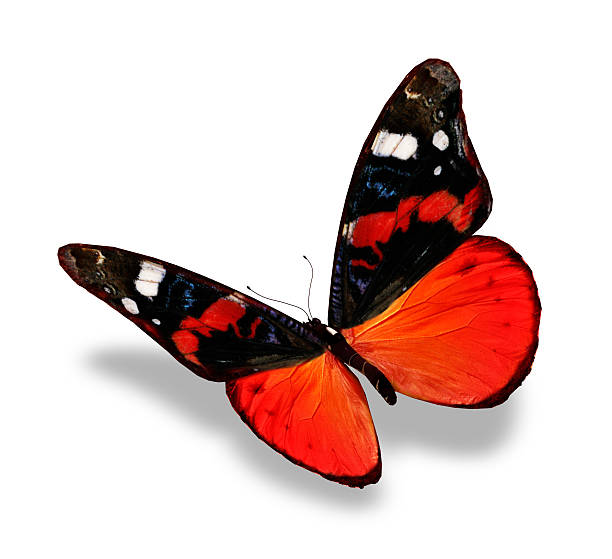 istock Yellow-orange butterfly, isolated on white background 534499505