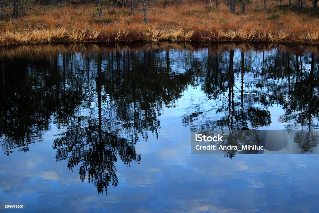 Tree Reflection Background Tree Reflection Stock Photo - Download Image Now - 2015, At The Edge Of ...