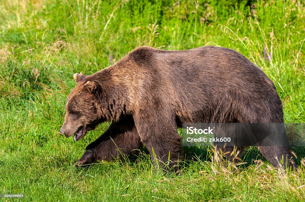 Big brown bear - Foto de stock de 2015 libre de derechos