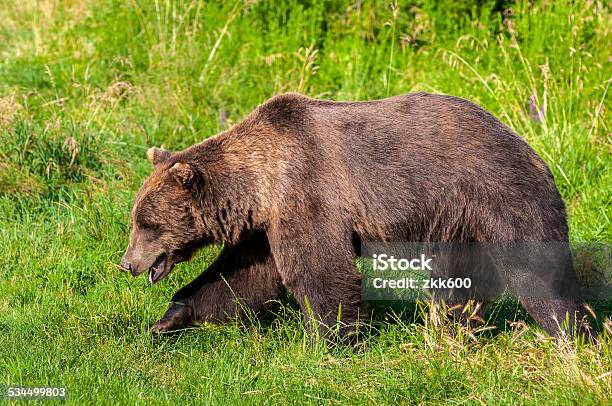 Big Brown Bear Foto de stock y más banco de imágenes de 2015 - 2015, Almohadillas - Pata de animal, Animal