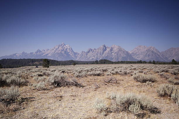 istock Yellowstone Grand Tetons 534500865