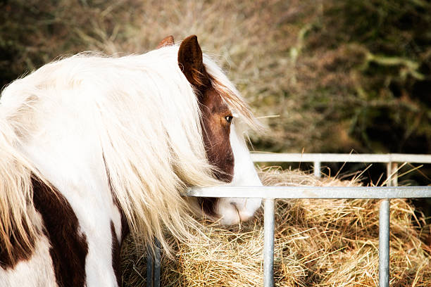 istock paint horse eating hay from feeder in paddock 534501933