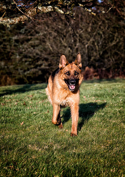 istock German Shepherd Dog running in park 534502123