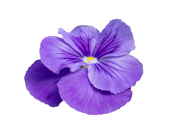 istock Pansy flower closeup 534502259