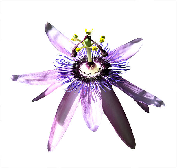 istock Passionvine flower closeup 534502557