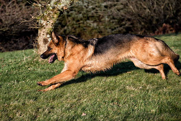 istock German Shepherd Dog running in park 534502751