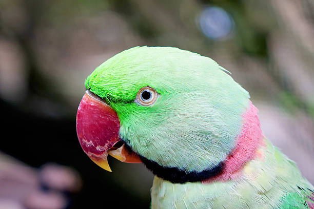 istock Head of green parrot with red beak 534502838