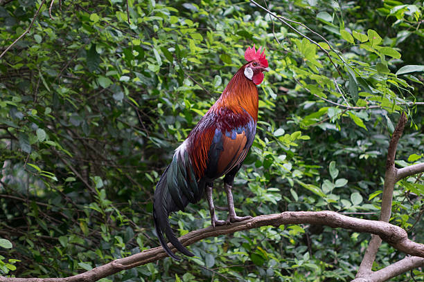 istock cock on green nature background 534502872