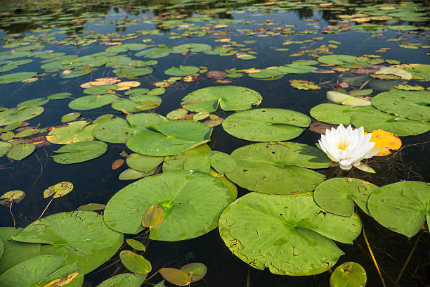istock White flower and lilypads in a lake 534504315