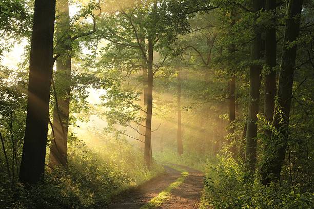 route de campagne au lever du soleil - natural woods photos et images de collection