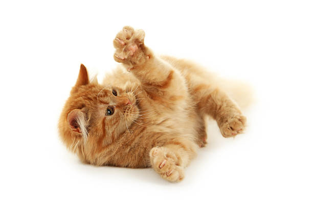 istock Redhead long hair kitten isolated on white 534505299