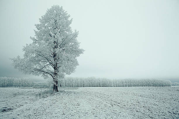 istock winter landscape nature without people 534505413