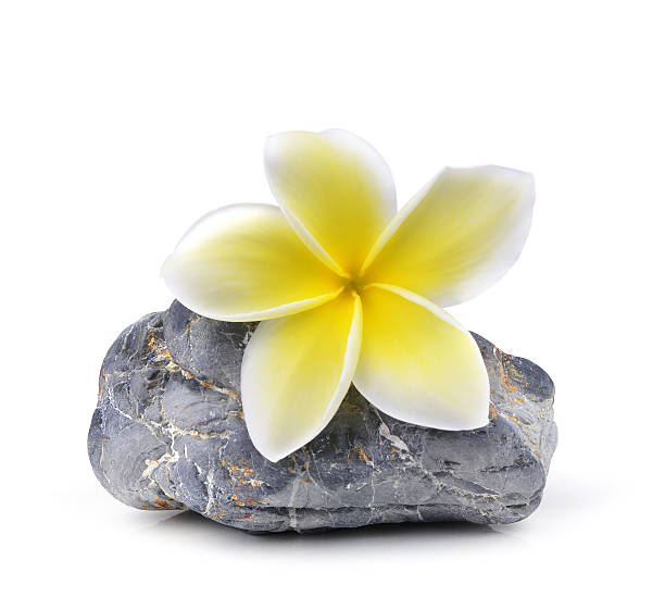 istock Plumeria flower on the rocks 534505867