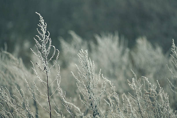 istock frozen grass and ground frost in winter 534506003