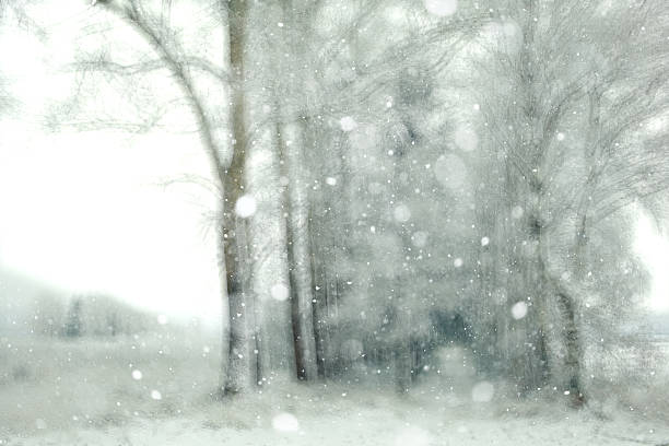 istock blurred background snowy forest nature park 534506019