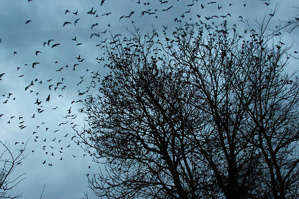 istock Starlings in January in Somerset 534507733