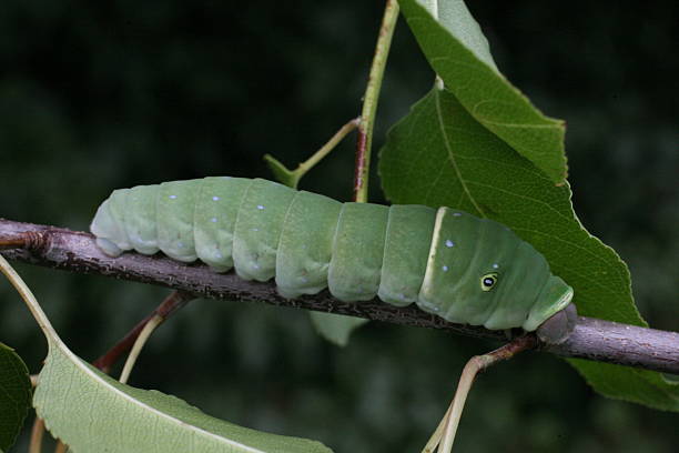 istock Eastern Tiger Swallowtail Caterpillar 534508125